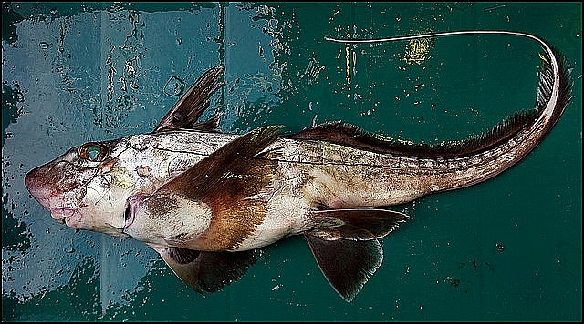 121B2E414D4E99AF3722CB