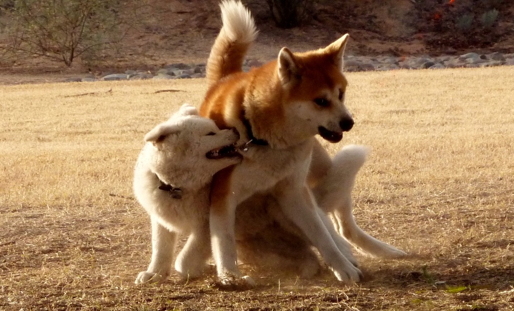 삼식육계 이미지
