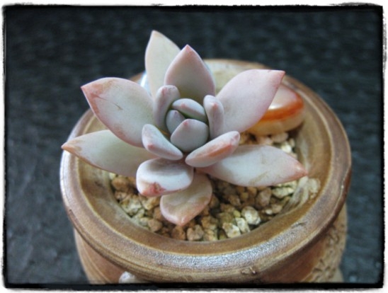 서리빛 이미지