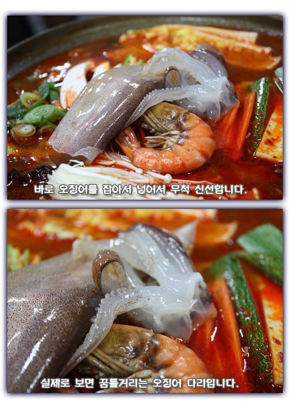 오징어와친구들 이미지