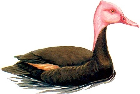 인간이 멸종시킨 동물 | 인스티즈