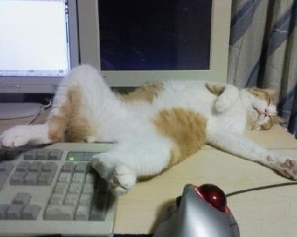 낭만고양이 이미지