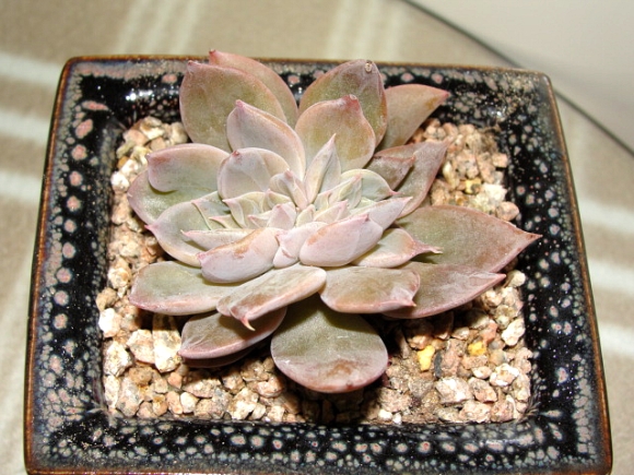 라우 이미지