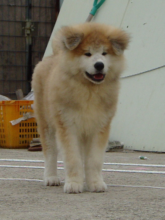 카이즈 이미지