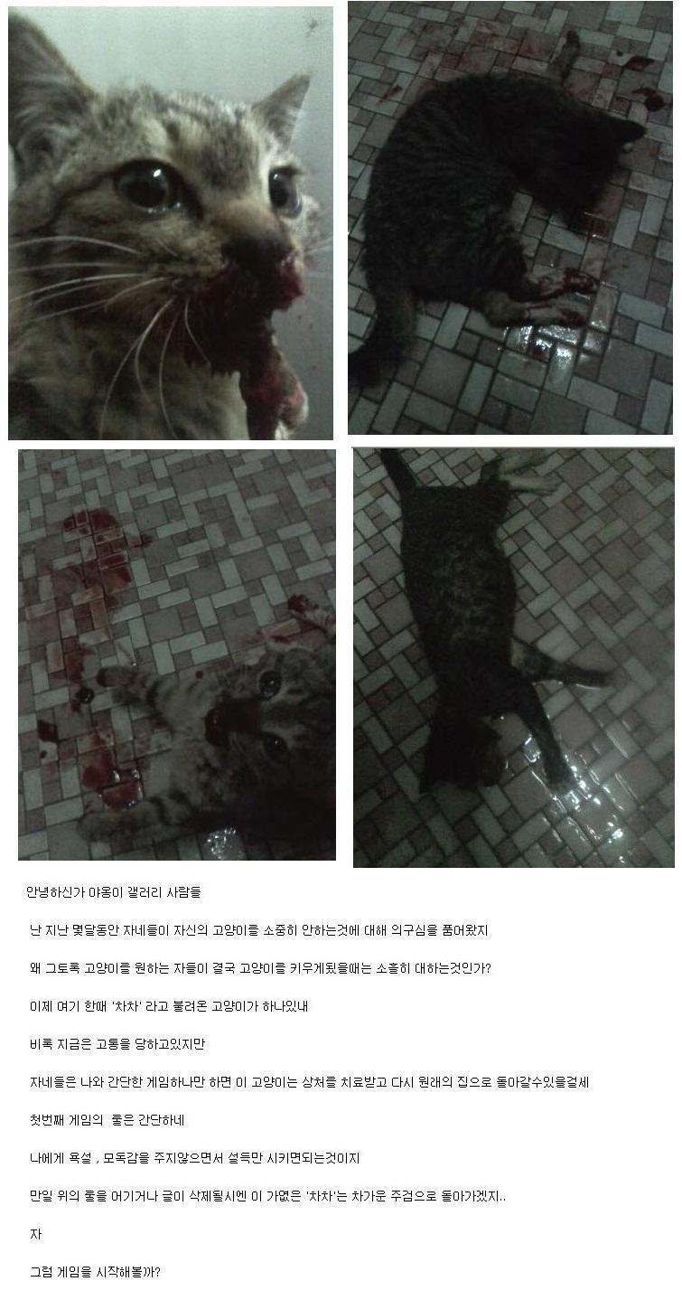 차차 이미지