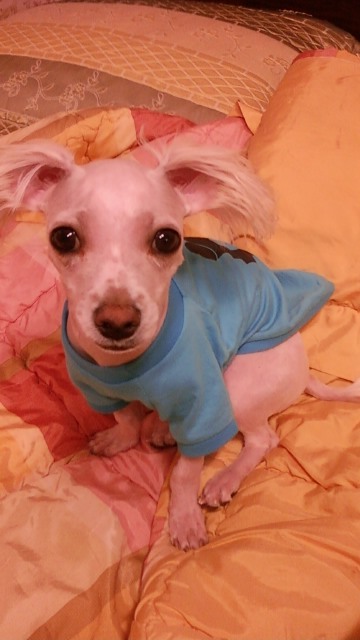 마르티스 이미지