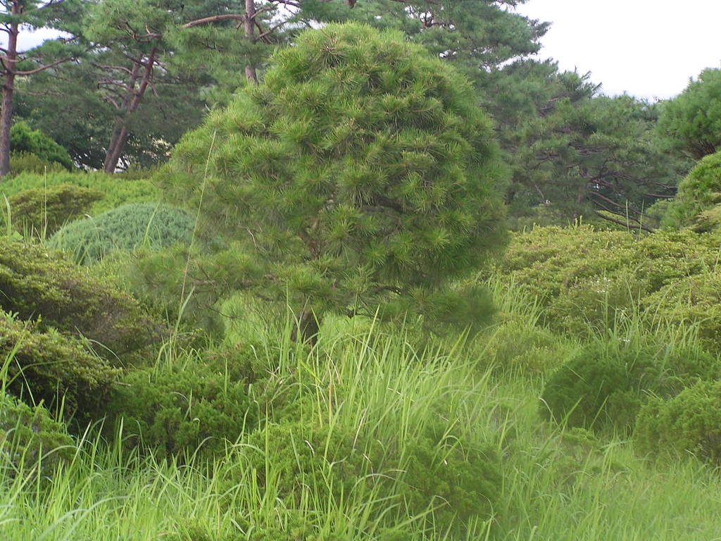 청록수 이미지