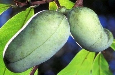 신기야채 이미지
