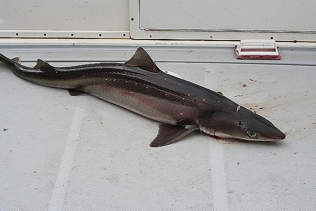 17577A5A4D4E995602C08D