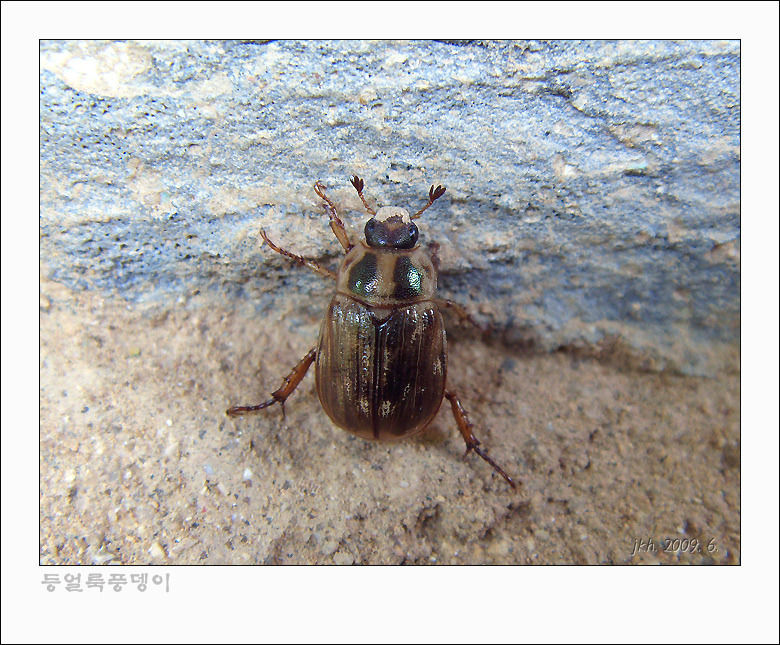 하늘소 이미지
