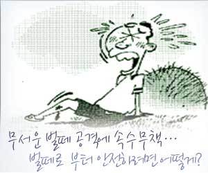 벌떼 이미지