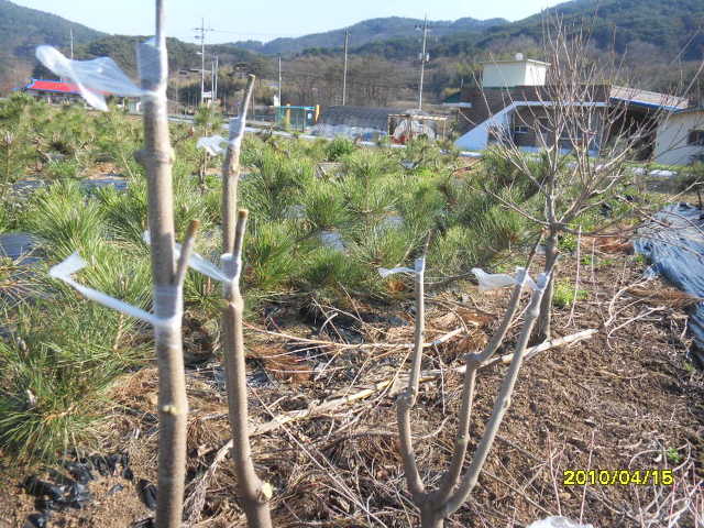 수림조경 이미지