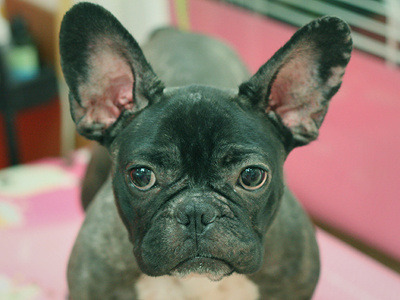 나는 애견미용사 입니다 | 인스티즈