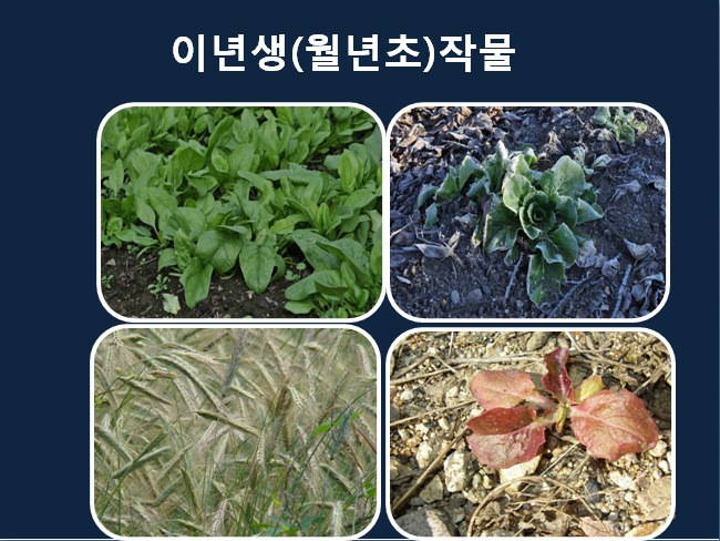 씨드림 이미지