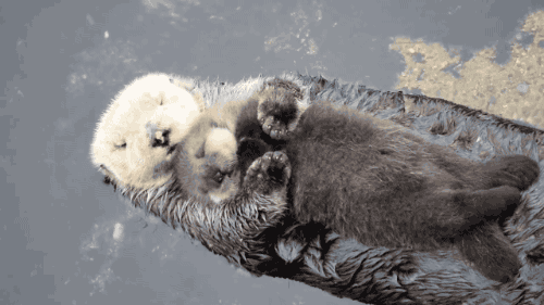잠자는 해달gif | 인스티즈