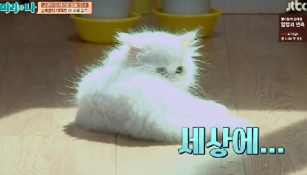 [마리와나] 뚱보냥 호동이 다이어트 시키기 (feat.먼지) | 인스티즈