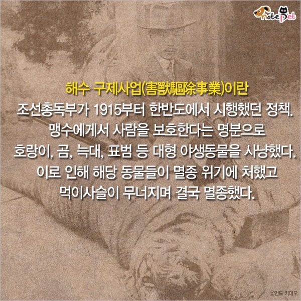  일제강점기 한반도에 사라진 동물들 | 인스티즈