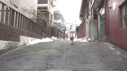 개를 무서워하는 콩고동상들 | 인스티즈
