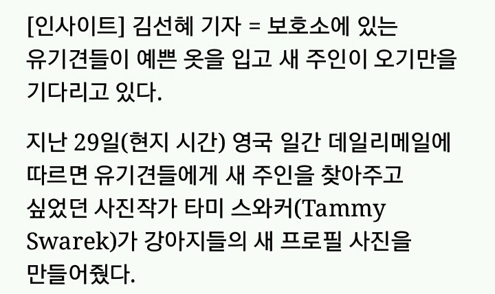 유기견들에게 예쁜 옷 입혀 프로필 사진 찍어 준 사진작가 | 인스티즈