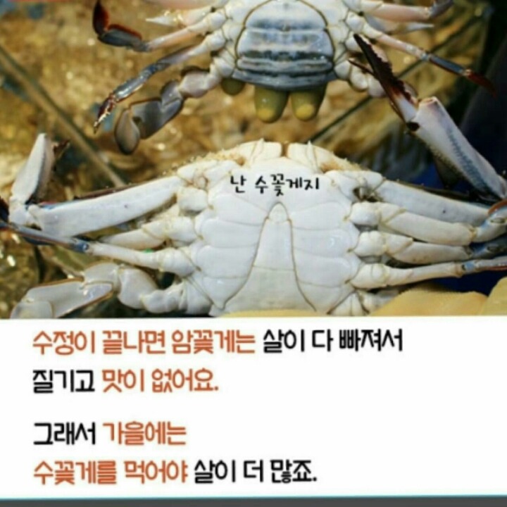 간장게장 먹는방법 | 인스티즈