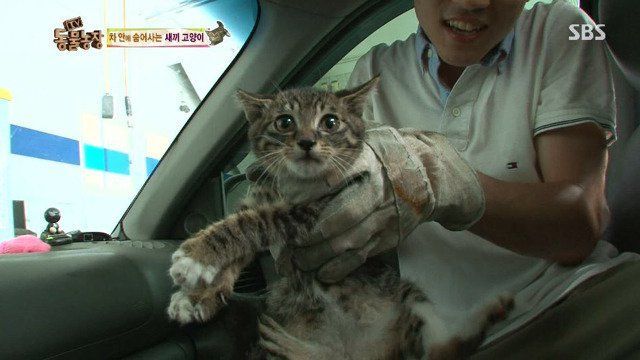 동물농장에 나온 고양이 | 인스티즈