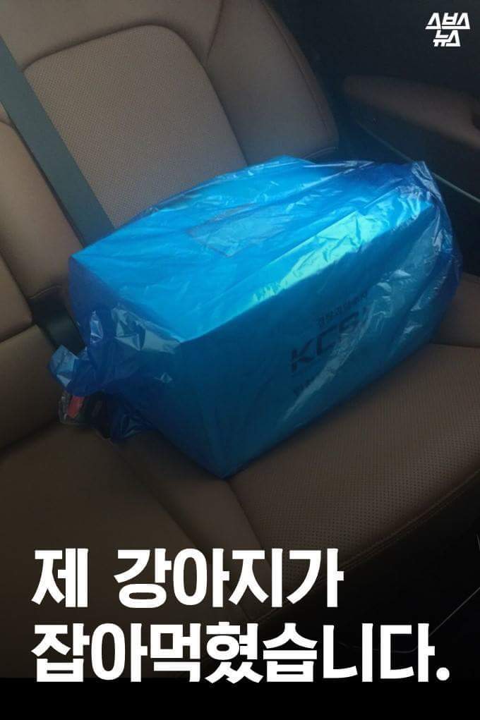 제 강아지가 잡아 먹혔습니다.jpg | 인스티즈