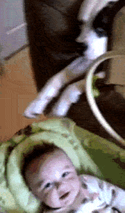 작정하고 귀엽고 사랑스러운 아기와 강아지 모음(심장녹아내림주의) | 인스티즈