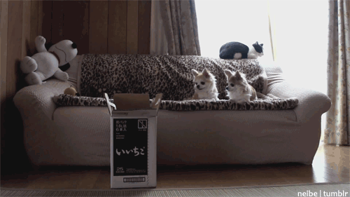 애들아 잘봐?.gif | 인스티즈