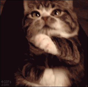 [데이터주의] 고양이-고양이-고양이-고양이-고양이-Cat.gif | 인스티즈
