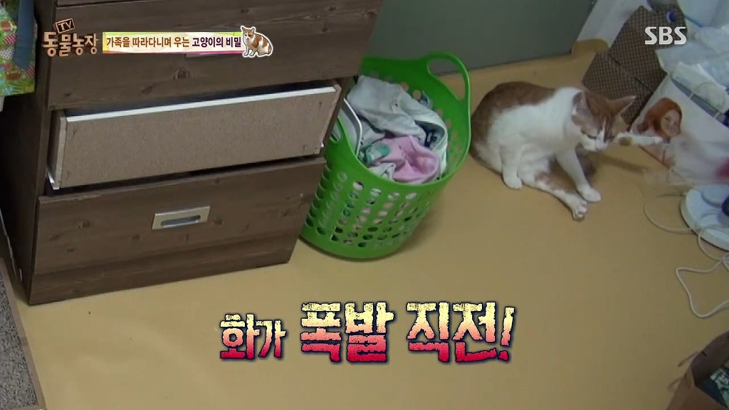 [동물농장] 존트 할말 다 하고 사는 수다쟁이 고양이 쪼롱이ㅋㅋㅋㅋ.jpg | 인스티즈