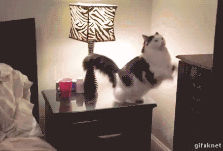 이케아 고양이 침대.gif | 인스티즈