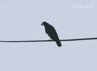 까마귀 지능 수준 | 인스티즈