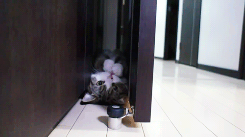 구석을 좋아하는 냥이.gif | 인스티즈