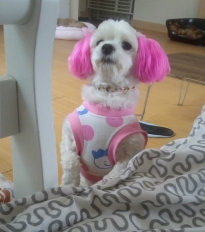 꽃돼지 이미지