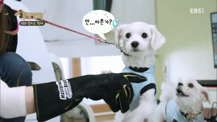 [세나개] 공격적인 반려견이 되는 이유 1부.jpg | 인스티즈
