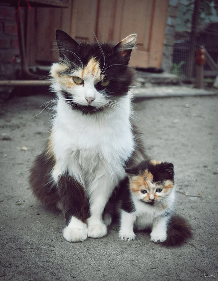 어미와 새끼 붕어빵 고양이.. | 인스티즈