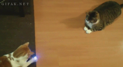 고양이와 게임하기.gif | 인스티즈