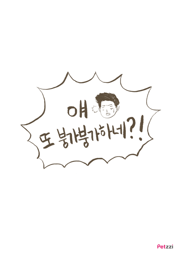 강아지 붕가붕가.jpg | 인스티즈