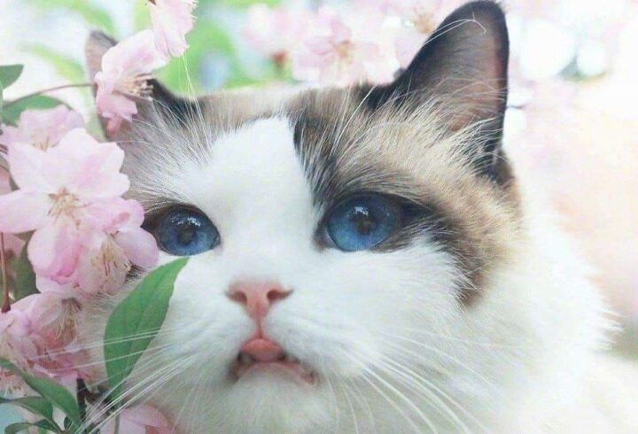 진짜 예쁜 고양이.JPG | 인스티즈