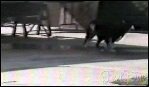 개지림.gif | 인스티즈