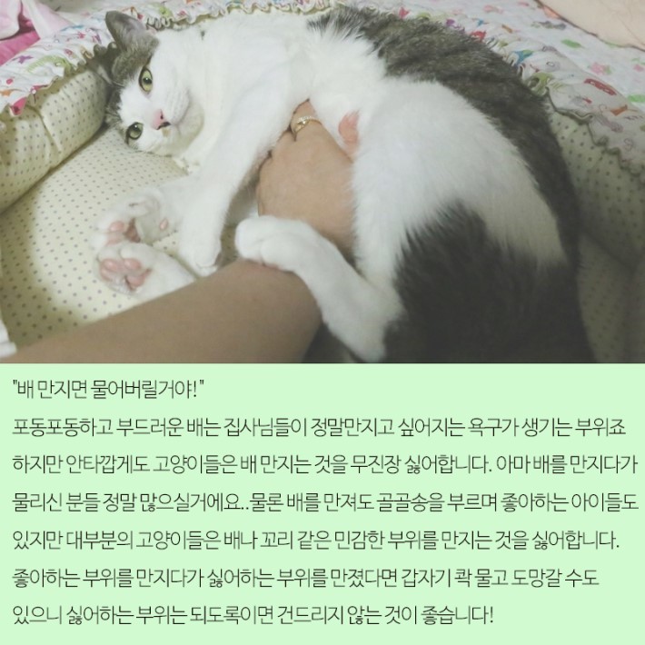 고양이가 갑자기 무는 이유 | 인스티즈