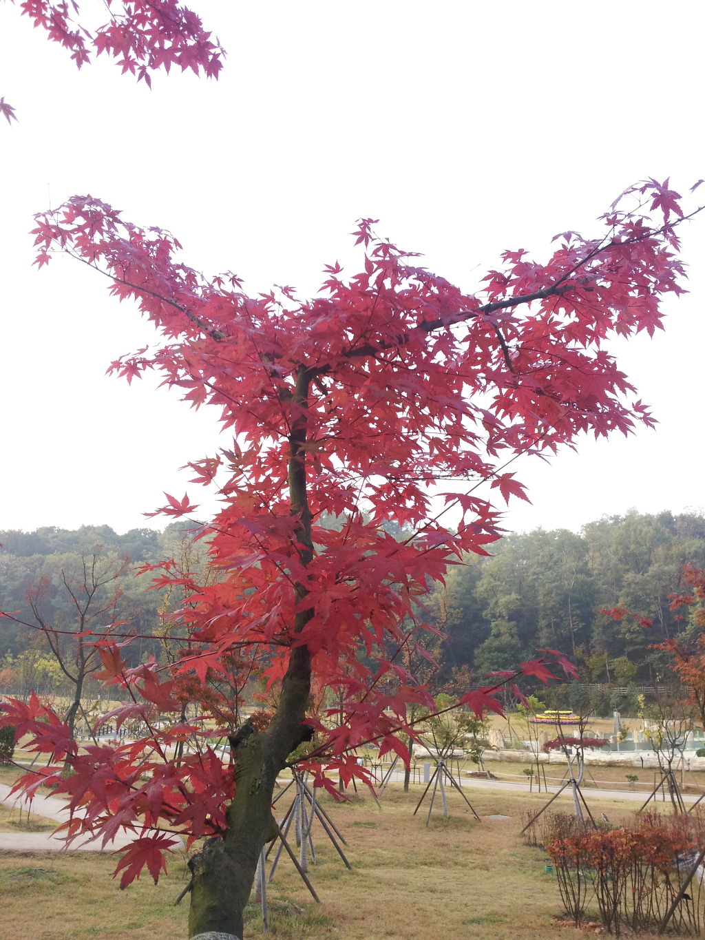홍두께칼국수보리밥 이미지