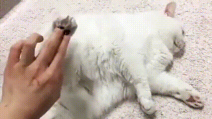 냥이 발을 만져보았다.gif | 인스티즈