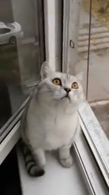 고양이 : 뭐시중헌디?.gif | 인스티즈
