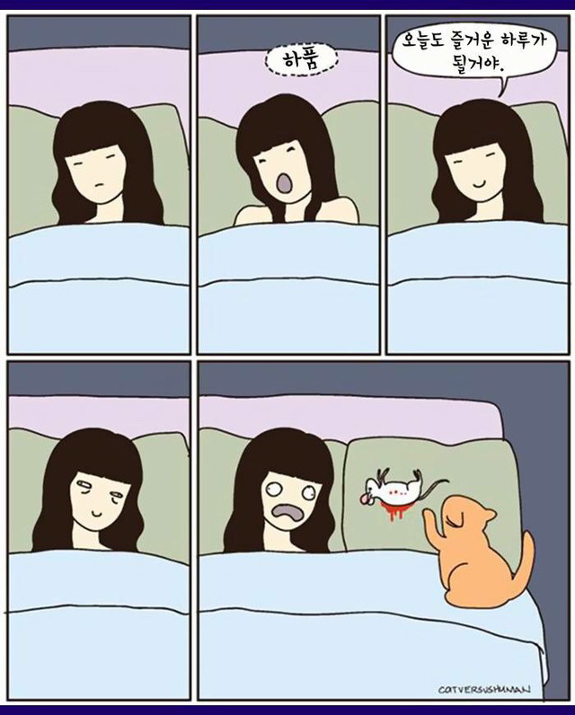 고양이 짤 | 인스티즈