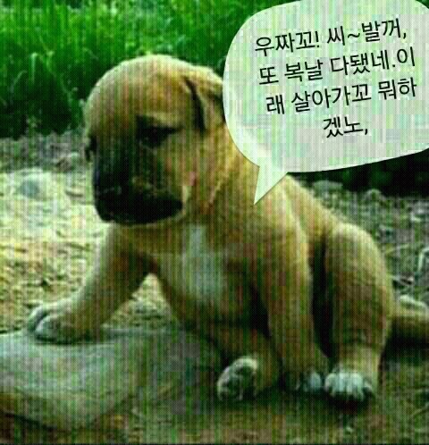 복 이미지