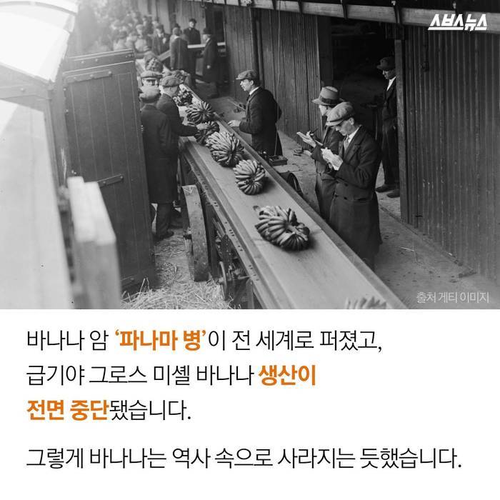  바나나 괴담의 진실 | 인스티즈