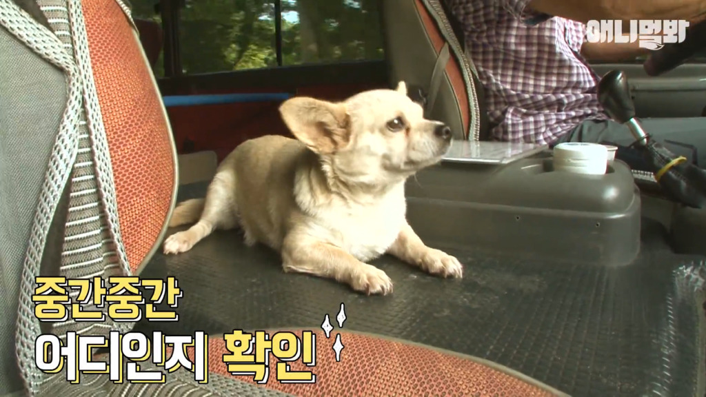 혼자 버스타고 지인 만나러 가는 강아지 상연이.jpg | 인스티즈
