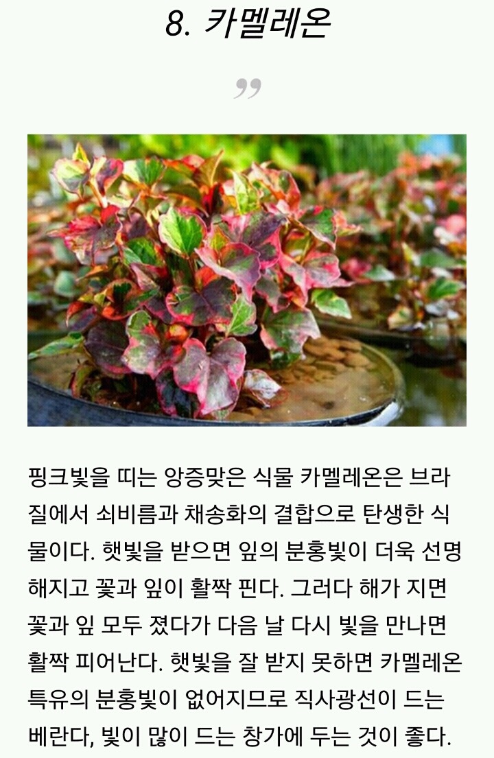 모양도 예쁘고 기능도 좋은 실내 식물 10가지 | 인스티즈