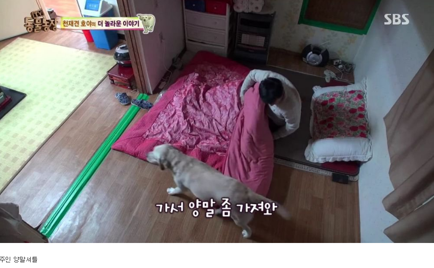 동물농장 완전 똑똑한 멍멍이 | 인스티즈